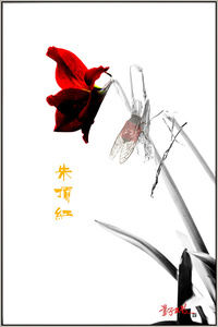 一粒莎白作品：朱顶红