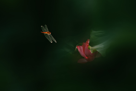 lh8866作品：红蜻蜓