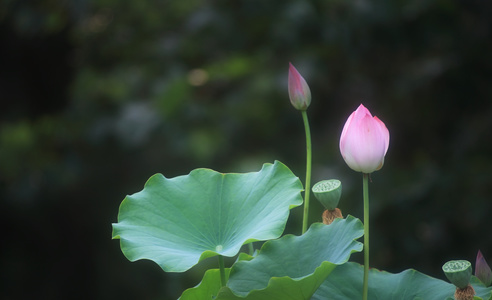 亦幻亦真作品：荷花
