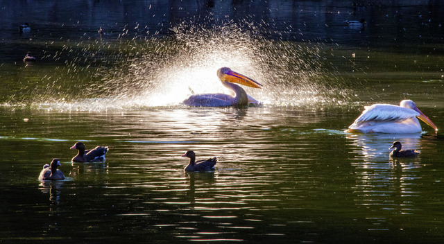 photozhoustar作品：沐浴