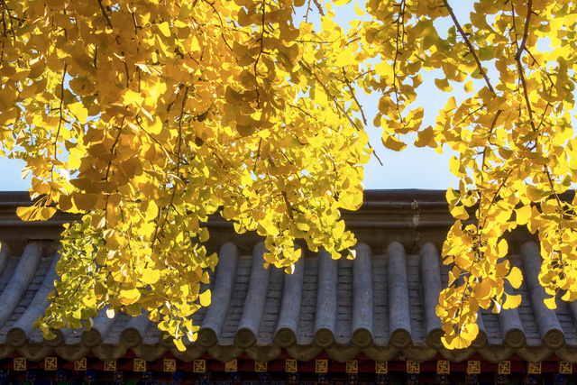 素月银河作品：红墙金叶―――雍和宫银杏季赏鉴