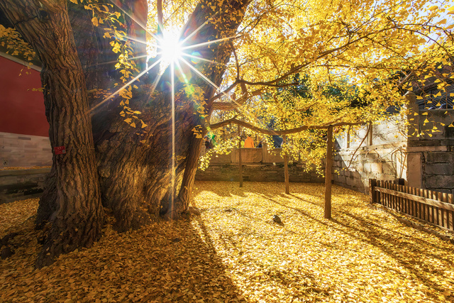 素月银河作品：千年银杏不负秋