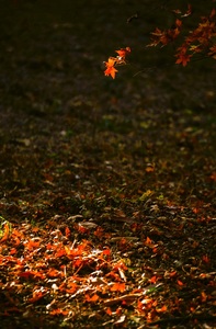 老拾作品：一地秋光