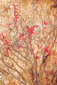 老拾作品：树之秋