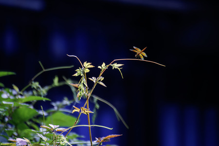 lh8866作品：夏日