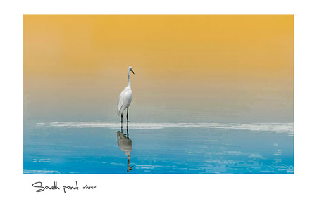 lh8866作品：在水一方