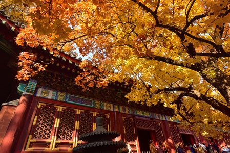 王中合作品：《 秋韵 》