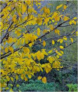 chcgjyf作品：秋天视觉