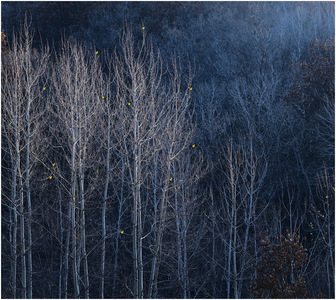 chcgjyf作品：寂静的山林