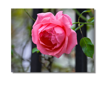 翰雅589作品：《花盛期》