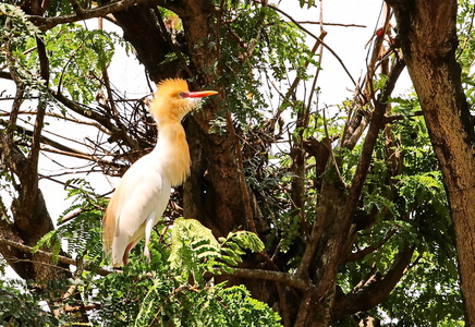 大漠风歌作品：丛林一只鸟