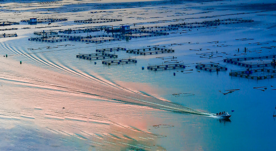 shijia5c作品：鱼排挽歌