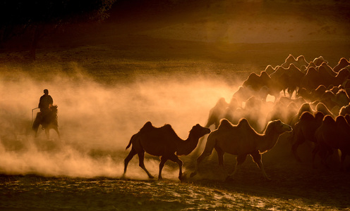 shijia5c作品：牧驼