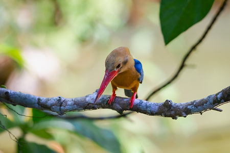 北京路遥作品：鹳嘴翡翠