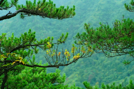 dgch作品：羊狮慕上的松树