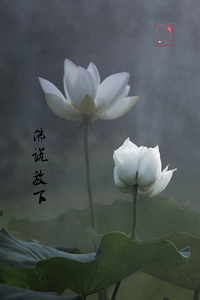 安徽老玉米作品：《白莲花》