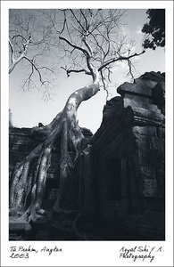 Royal作品：单色吴哥：Ta Prohm（2）
