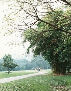 缘识作品：悠闲