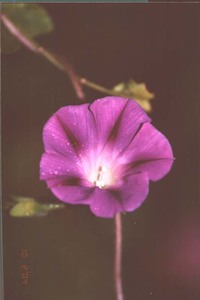 他山之石作品：牵牛花