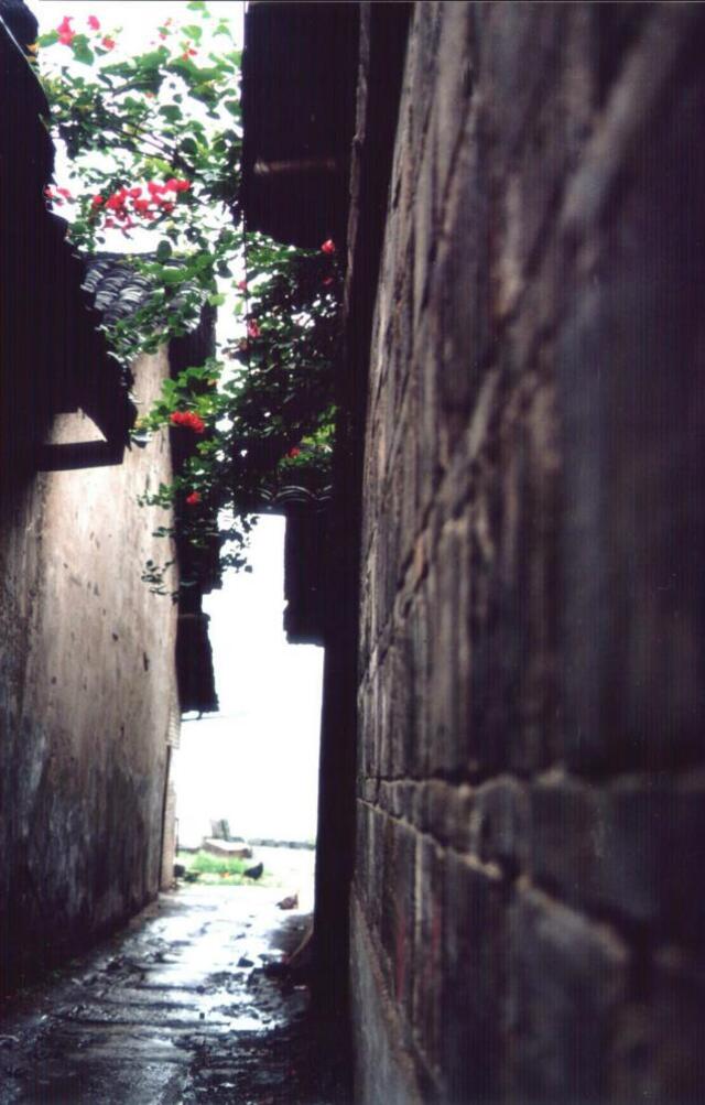 知秋作品：小巷无人花自芳