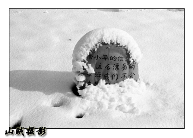 山贼作品：《给小草的信......》