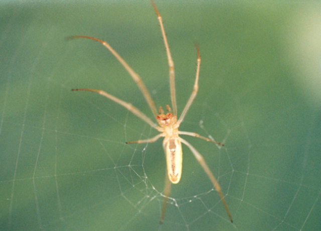 lemont作品：spider
