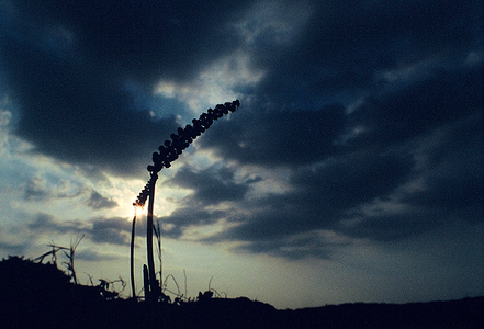 leicam7作品：自然之光