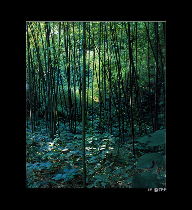 失忆作品：竹林