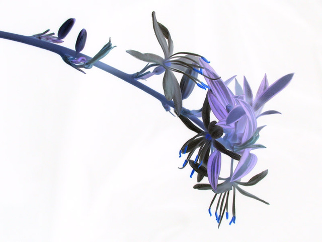 archer作品：吊兰