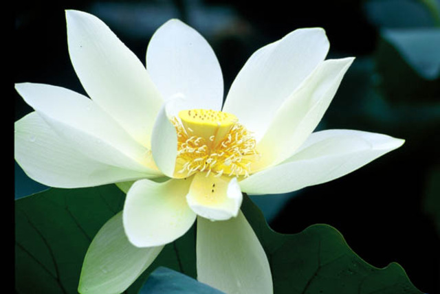 南国之夏作品：荷花组照（五）：端庄