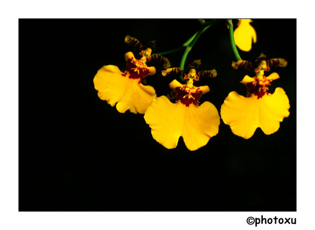 photoxu作品：温室拍花之二