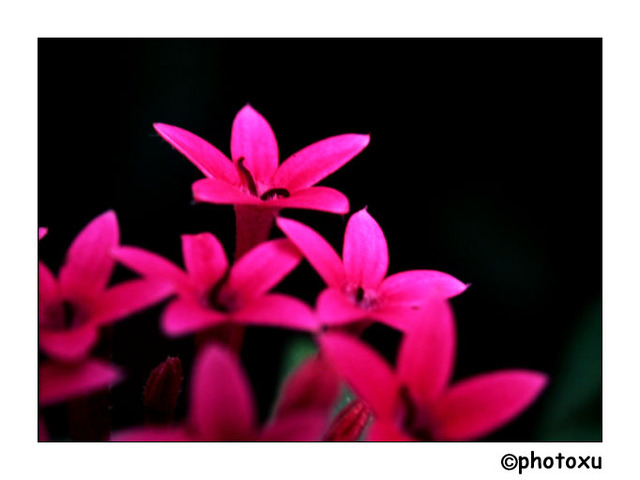 photoxu作品：温室拍花之五