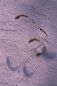大风歌作品：雪之无题（1）