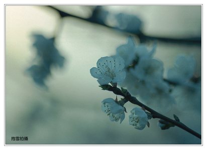 抱雪作品：花组合