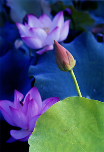 photozxw作品：荷