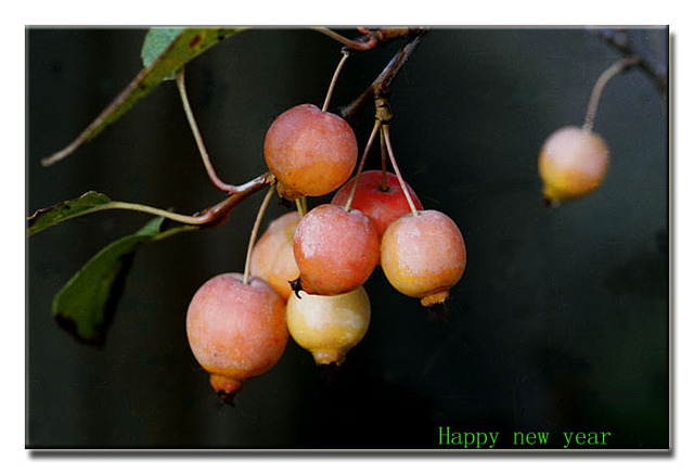 krebszelle作品：新年好！