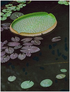 yujiachuan作品：王莲