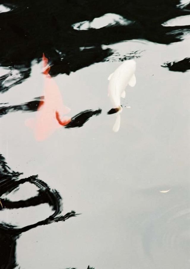 seize作品：＜拙作＞　鯉魚