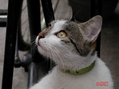 小肥猫作品：望野眼(处女贴)