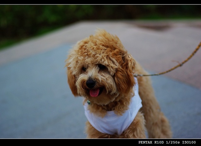 宾族---深圳驿站 - pentax slr/dslm论坛