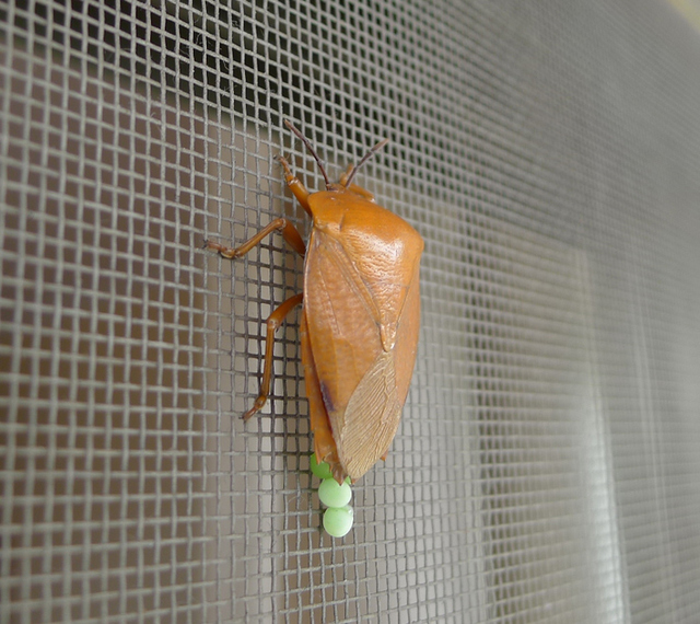 【发烧微距 - @第二期】〓〓〓 微距&