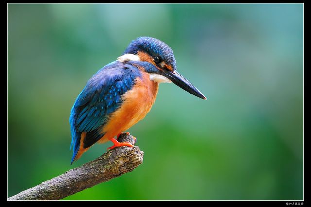 主题:广东地区鸟友交流 - 第 5 期