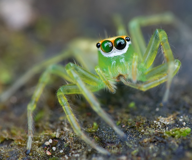 dsc_1139可爱的艾普蛛mm.