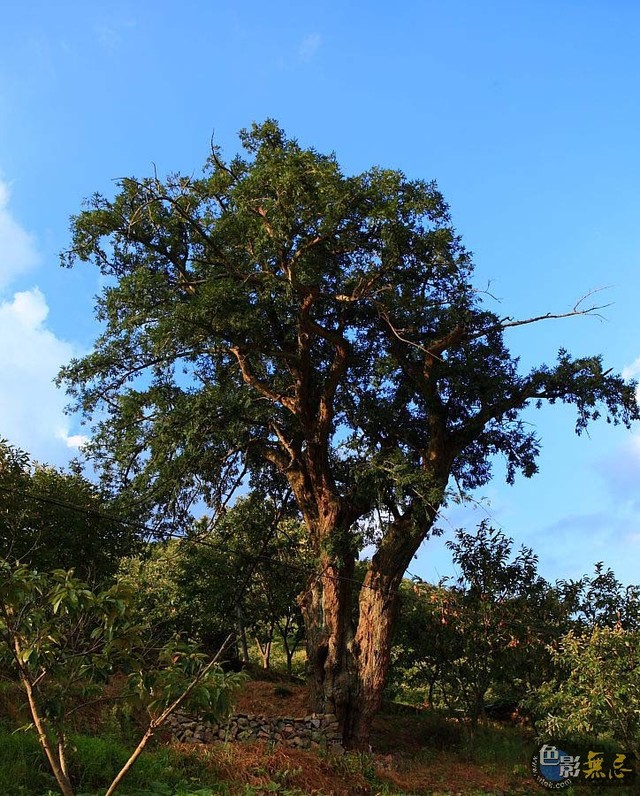 受到村民保的古香榧树.现在香榧子在磐安简直像黄金一样金贵.