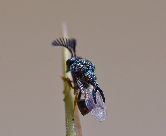 dsc_1974蚁小蜂.另一视角 这种蜂似乎是入秋后比较容易看到.