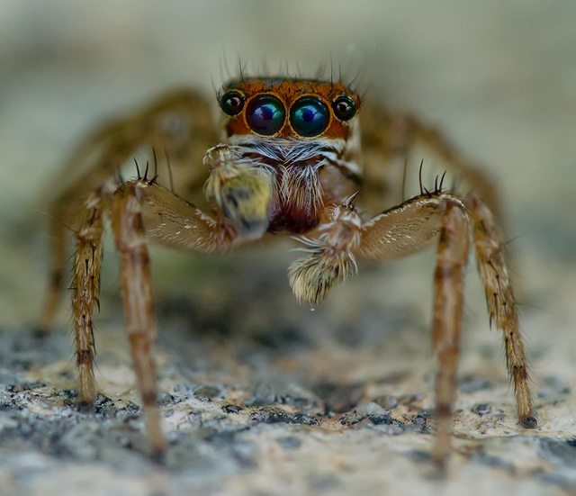 dsc_1827雄条纹蝇虎.