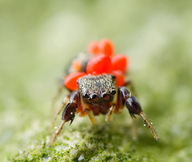 好杯具的鳃蛤莫蛛.