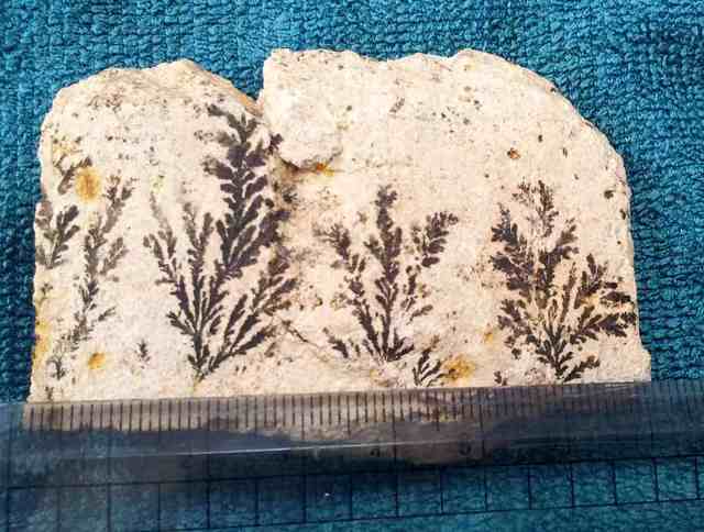 远古蕨类植物化石图片图片