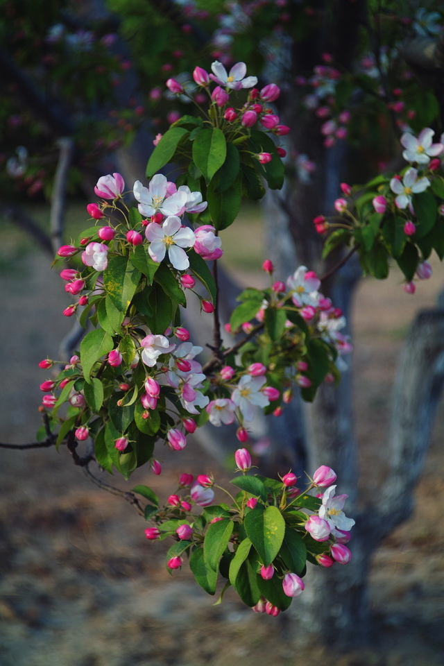 西府海棠,花全开后变成全白色的,不如欲绽之时.