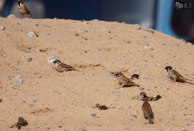 沙浴中的麻雀,顶上的那只在放哨